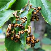 Japanese Raisin Tree (Hovenia Dulcis)