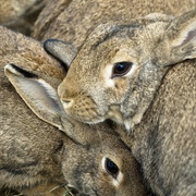 A Warren of Rabbits