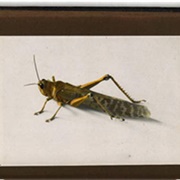 1915 Palestine Locust Infestation Breaks Out in Palestine 1915