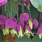 Passiflora Membranacea