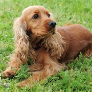 Cocker Spaniel