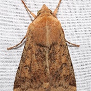 Corn Moth