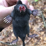 Star-Nosed Mole