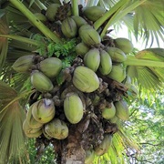 Sea Coconut (Lodoicea)