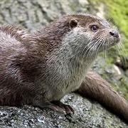 See Otters in the Wild