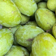 Pahutan (Mangifera Altissima)