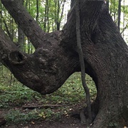 Lawrence Woods State Nature Preserve