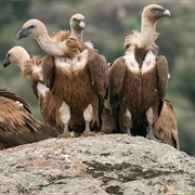 A Wake of Vultures