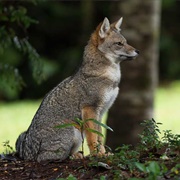 South American Gray Fox