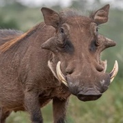 Warthog