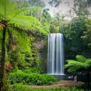 The Daintree Rainforest