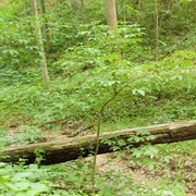 Twin Valley Conservation Area