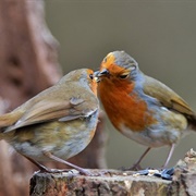 A Blush of Robins
