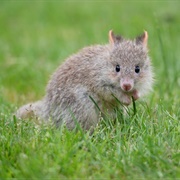 Bettongs