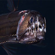Viperfish