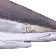 Silky Shark