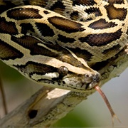 Burmese Python