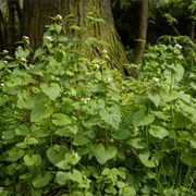 Garlic Mustard (All)