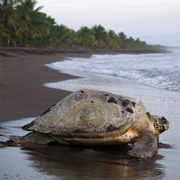 Parque Nacional Tortuguero