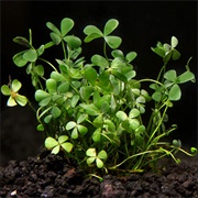 Dwarf Four-Leaf Clover Aquarium Plant