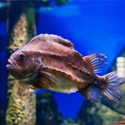 Lumpfish