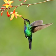Hummingbird