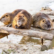 A Colony of Beavers