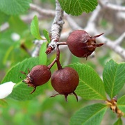 Utah Serviceberry (Amelanchier Utahensis)