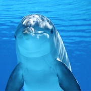 Dolphins Are the Most Intelligent Animals After Humans