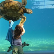 Aquarium Des Lagons Nouvelle Caledonie, Nouméa, New Caledonia