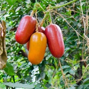 Cassabanana (Sicana Odorifera)