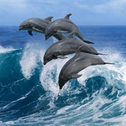 A Pod of Dolphins