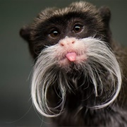 Emperor Tamarin