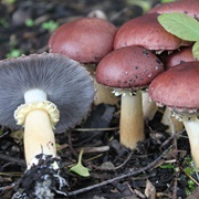 Wine Cap Stropharia (Stropharia Rugosoannulata)