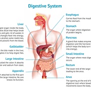 Digestion