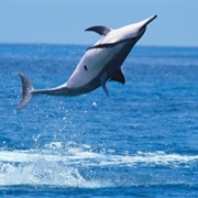 Spinner Dolphin