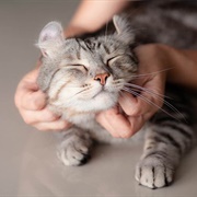 Pet the Cat (Priority)