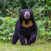 Sun Bear