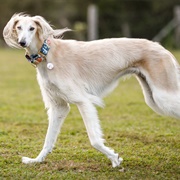 Groom a Saluki