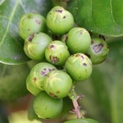 Pigeonplum (Coccoloba Diversifolia)