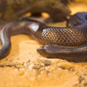 Mole Snake