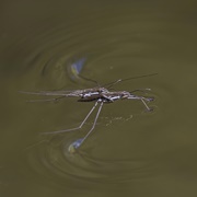 Water Striders