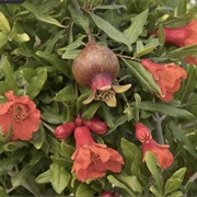 Pomegranate (Quran Verse 3)