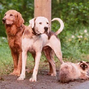 Shadow, Chance, & Sassy (Homeward Bound: The Incredible Journey, 1993)