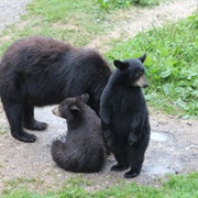 Vince Shute Wildlife Sanctuary