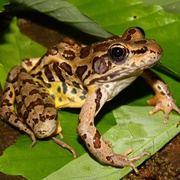 Pickerel Frog