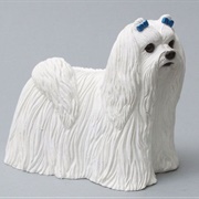Toy Maltese