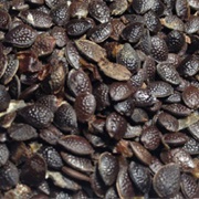 Passion Fruit Seed