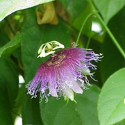 Passiflora Serratifolia