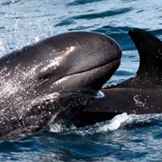 False Killer Whale